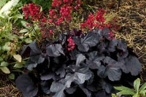 Heuchera 'Black Forest Cake' 